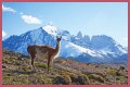 Wildlife in Patagonia: 20 Amazing Species